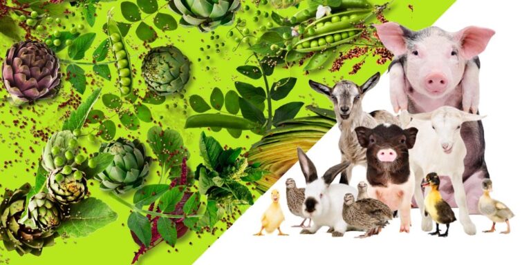 Collagen thực vật và động vật: Loại nào thực sự hiệu quả cho làn da bạn?