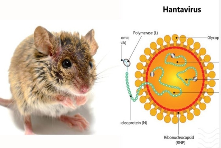 Hantavirus có phải mối đe dọa toàn cầu tiếp theo? Chuyên gia phân tích ổ dịch trên tàu du lịch MV Hondius