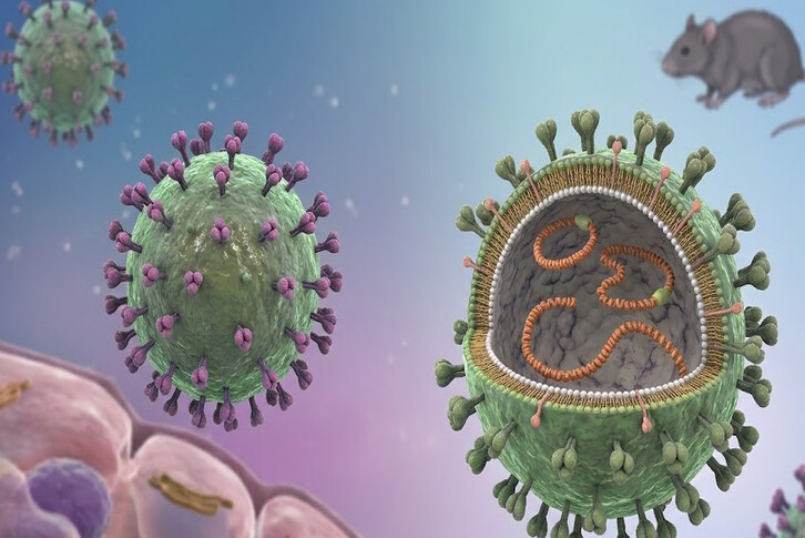 Hantavirus có phải mối đe dọa toàn cầu tiếp theo? Chuyên gia phân tích ổ dịch trên tàu du lịch MV Hondius