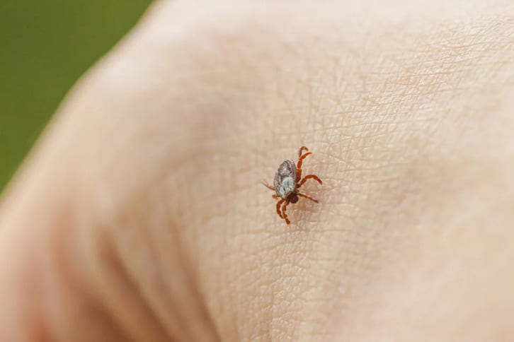 Vì sao virus Powassan ngày càng được quan tâm?